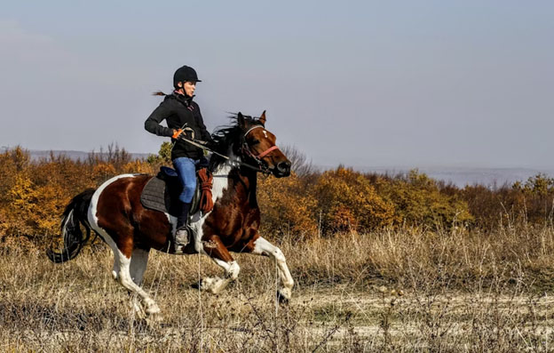 Care for Horses