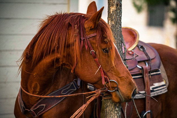 Horse Grooming