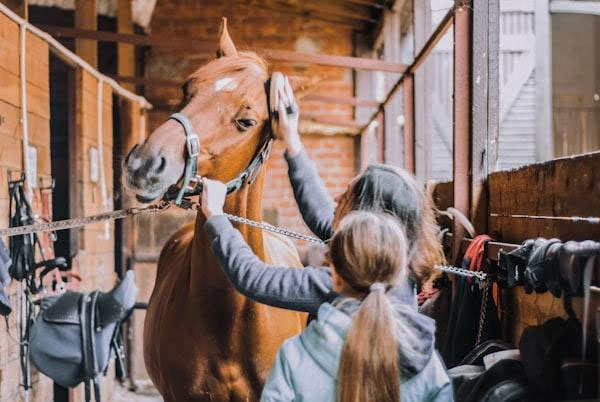 Horse Grooming