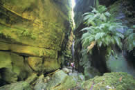 Blue Mountains National Park. NSW Australia