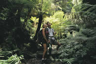 Blue Mountains National Park. NSW Australia