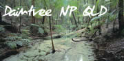 Daintree National Park , Queensland Australia