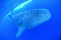 Ningaloo Reef - Western Australia