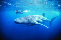 Ningaloo Reef - Western Australia