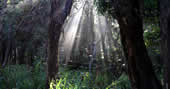 Mount Field National Park