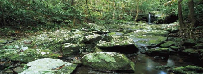 The Daintree - QLD