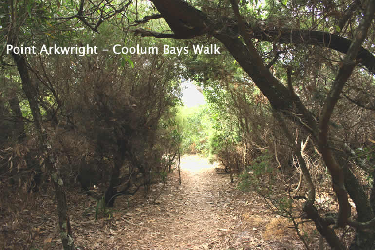 Point Arkwright Coastal Bush Walk