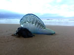 Bluebottle Jellyfish