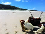 Coolum Beach Crabs