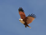 coolum sea eagles