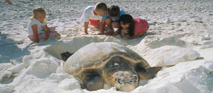 Lady Elliot Island - Whitsundays Queensland