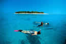 Lady Musgrave Island - QLD