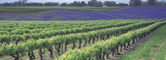 Clare Valley - SA