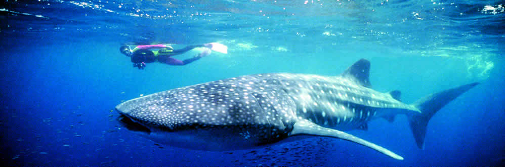 Ningaloo Reef