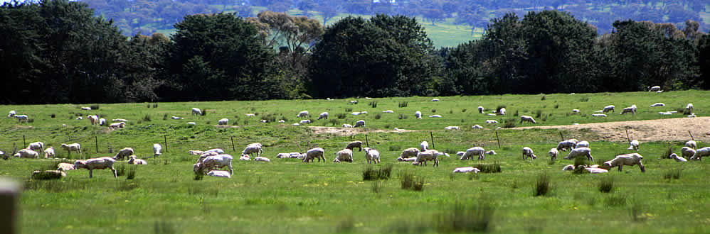 Australian Sheep