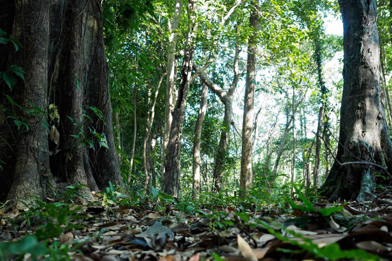 Trek through the wonderful bush