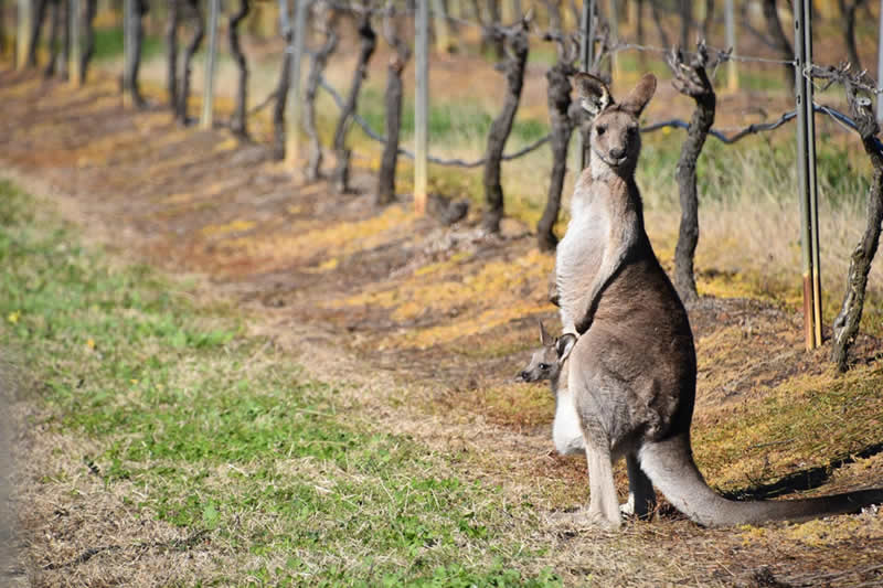 Hunter Valley Locals