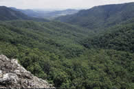 The Daintree National Park. Queensland Australia