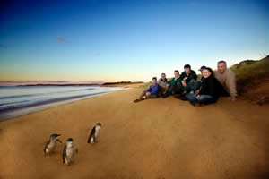 Fairy Penguins on Phillip Island